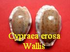 Cypraea erosa chlorizans f.''lactescens'',wallis